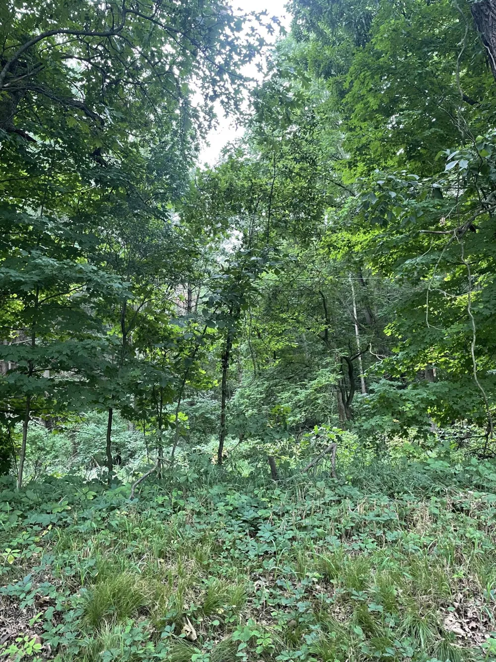 Jacob Road Grass Lake, MI 49240