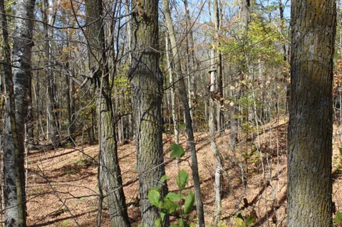 TBD Woods Road