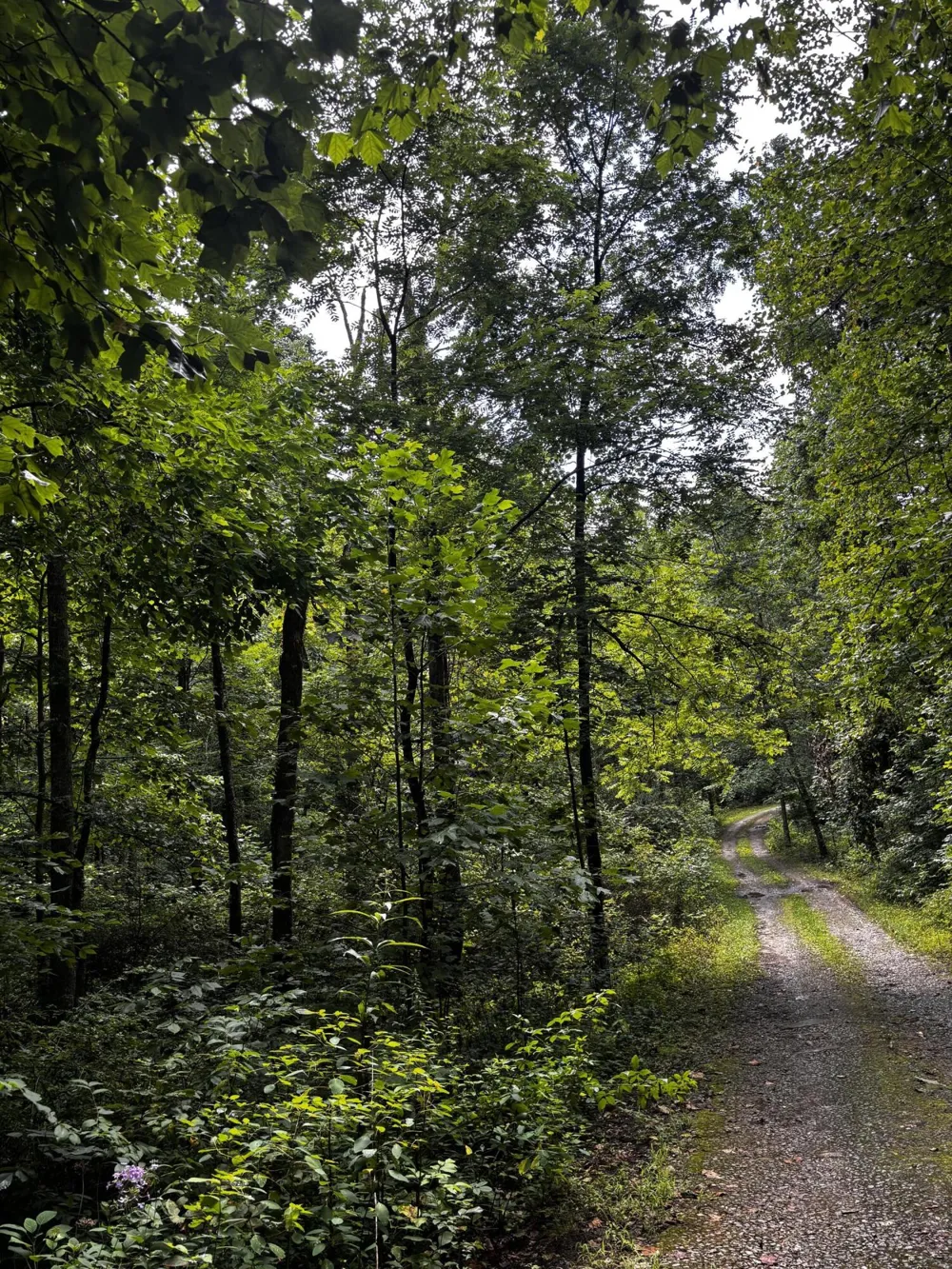 266 Cove Hill Road Pikeville, TN 37367