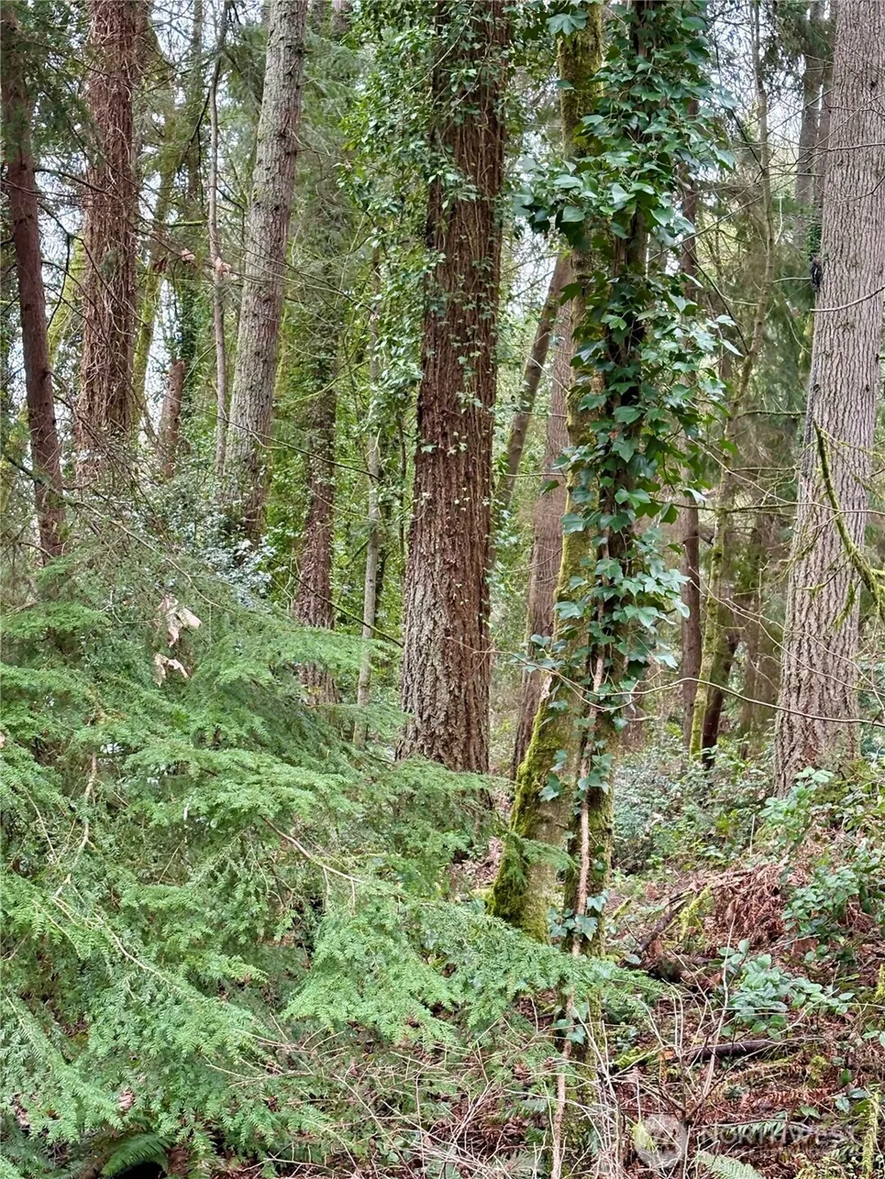 0 SW 230th Street Vashon, WA 98070
