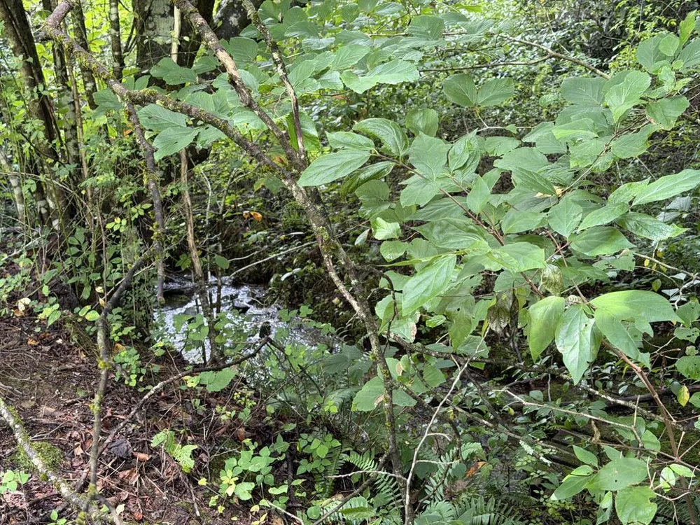 Locust Cove Rd. Robbinsville, NC 28771