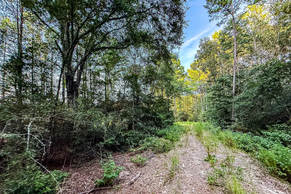 3 Sky Oak Lane Huntsville, TX 77340
