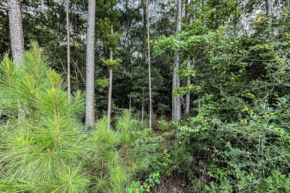 3 Sky Oak Lane Huntsville, TX 77340
