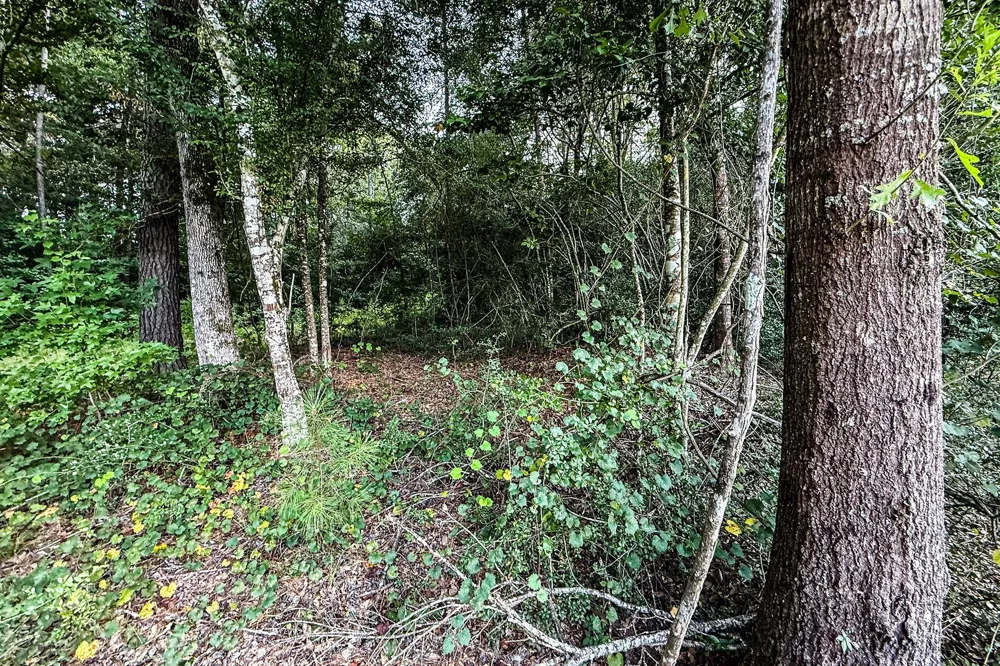 3 Sky Oak Lane Huntsville, TX 77340