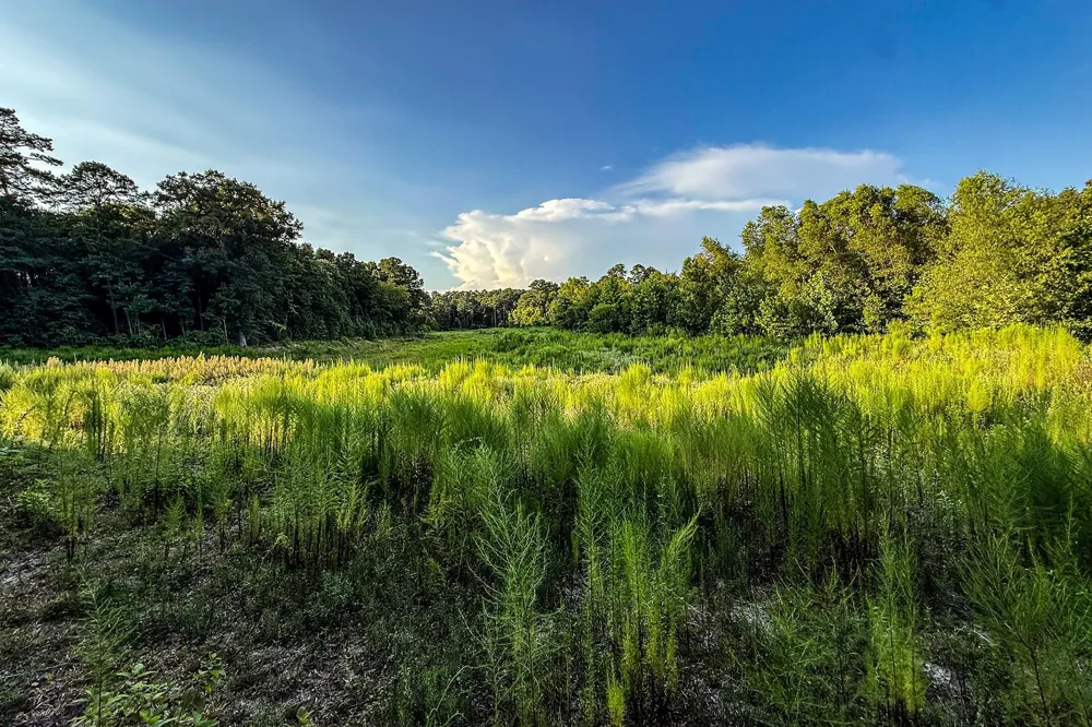 3 Sky Oak Lane Huntsville, TX 77340