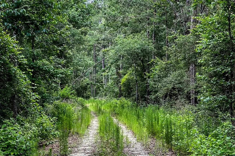 3 Sky Oak Lane Huntsville, TX 77340