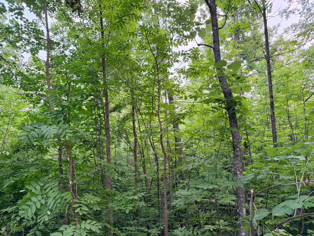 TBD Old Ferry Road Hinckley, MN 55037