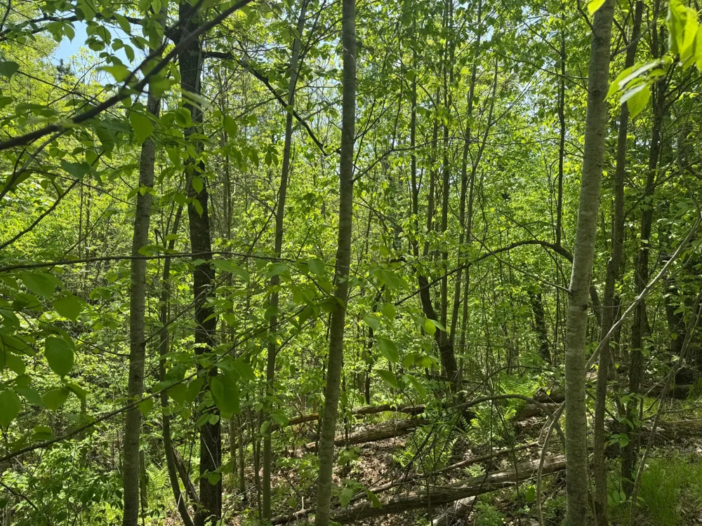 68xxx Old Ferry Road Hinckley, MN 55037