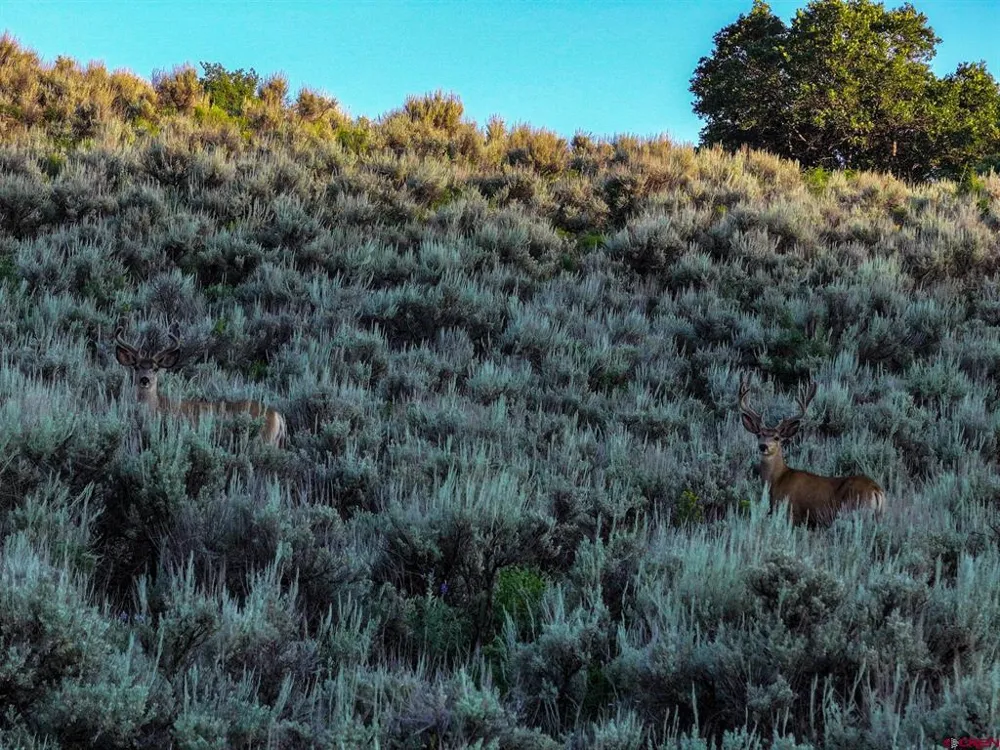 16001 Highway 133 Somerset, CO 81434