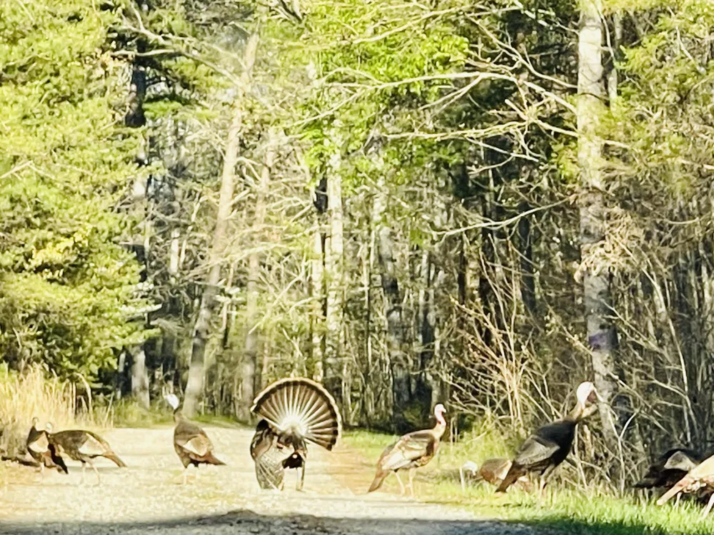 Barker Camp Road Dunlap, TN 37327