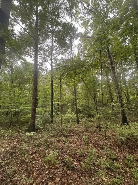 198 Kyuga Drive South Pittsburg, TN 37380
