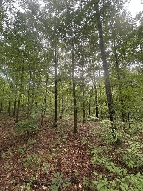 198 Kyuga Drive South Pittsburg, TN 37380