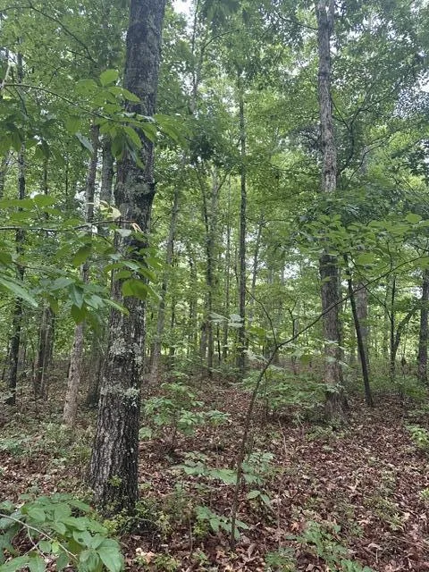 198 Kyuga Drive South Pittsburg, TN 37380