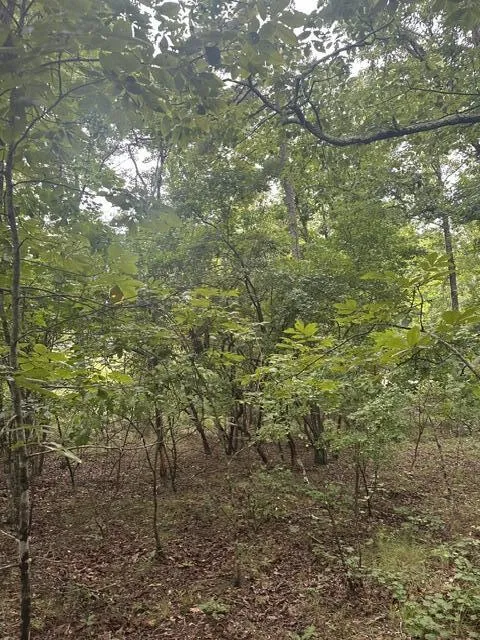 108 Chesadu Circle Circle South Pittsburg, TN 37380