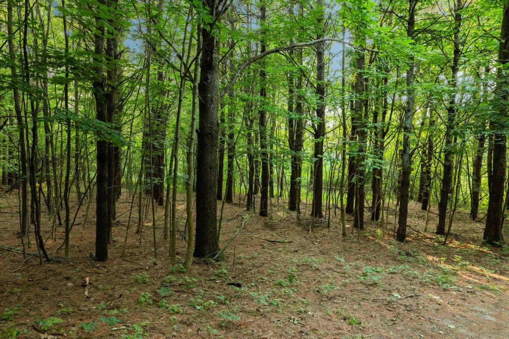 Vincer Way Leelanau Township, MI 49670