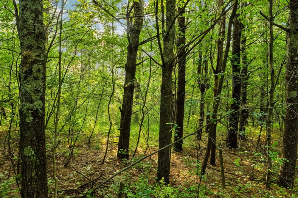 Vincer Way Leelanau Township, MI 49670