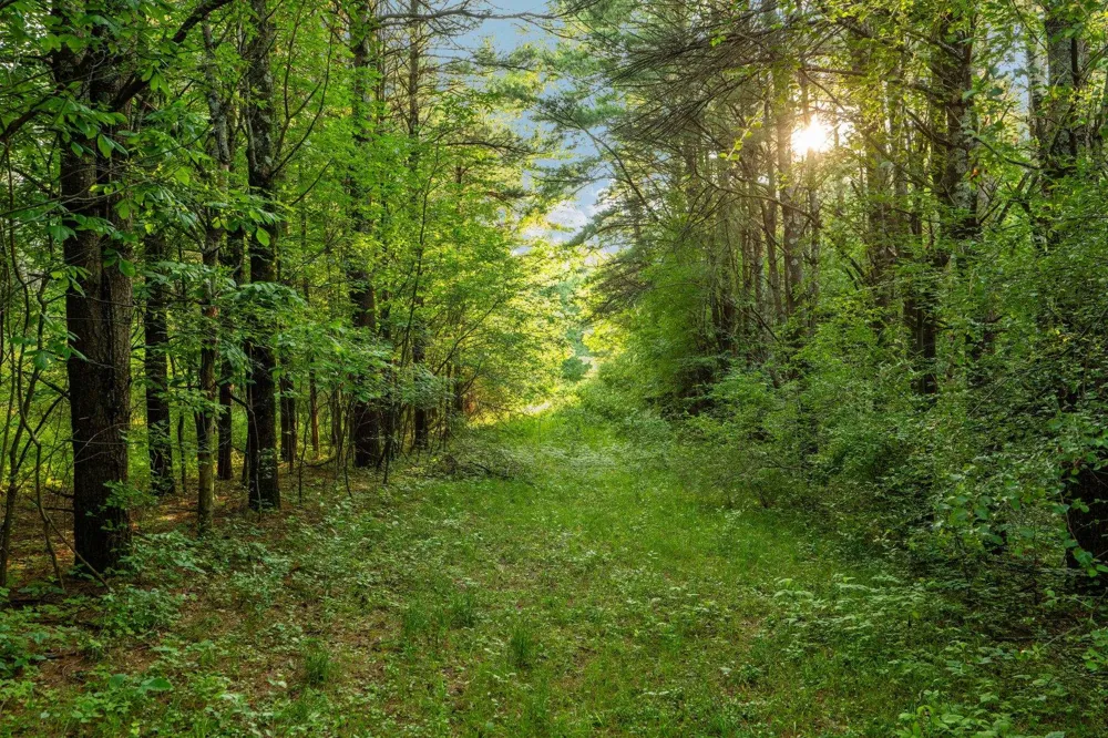 Vincer Way Leelanau Township, MI 49670