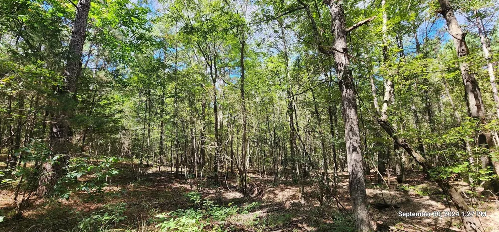 County Road 405 San Augustine, TX 75972