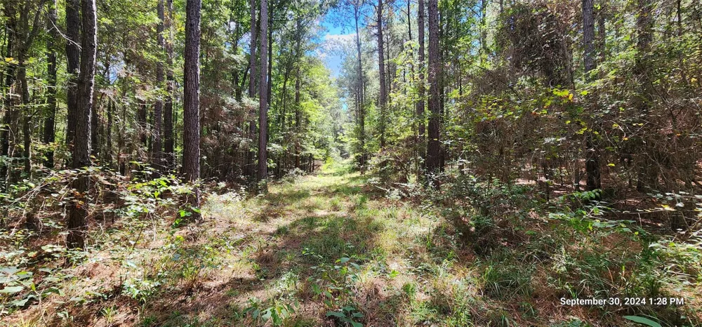 County Road 405 San Augustine, TX 75972