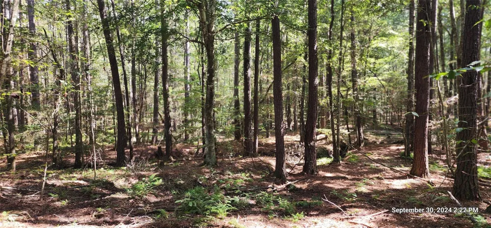 County Road 405 San Augustine, TX 75972