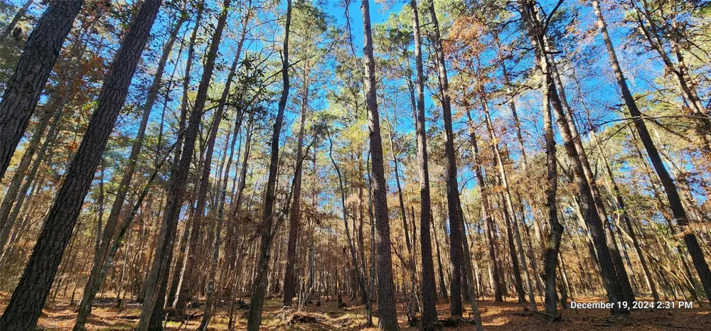 County Road 405 San Augustine, TX 75972