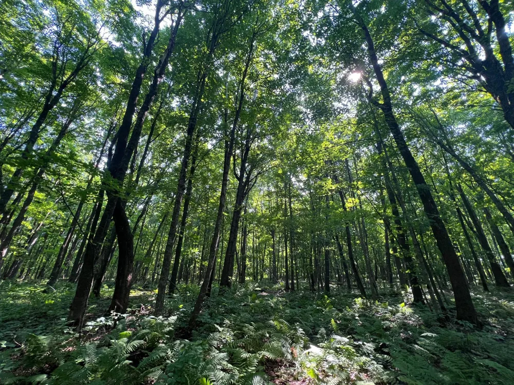 LOT 4 Smith Road Couderay, WI 54828