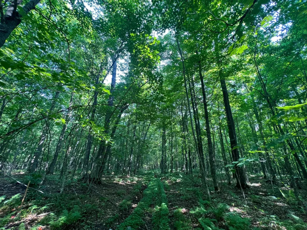LOT 4 Smith Road Couderay, WI 54828