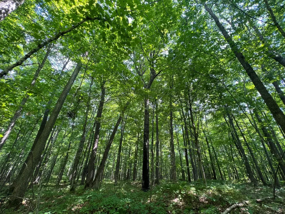 LOT 4 Smith Road Couderay, WI 54828