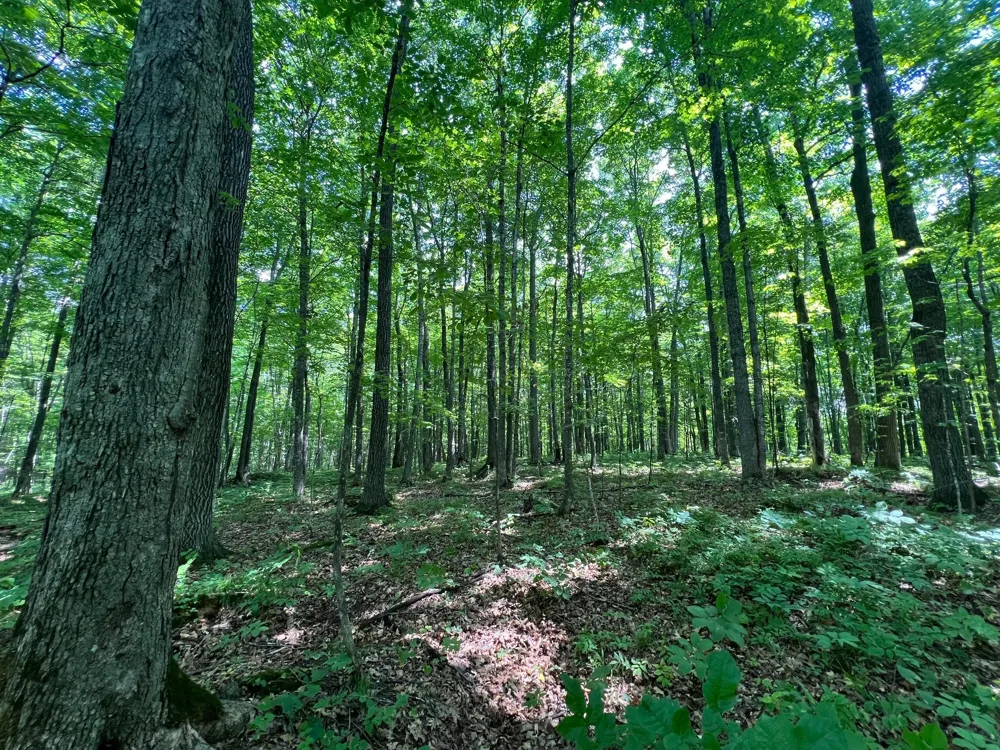 LOT 4 Smith Road Couderay, WI 54828