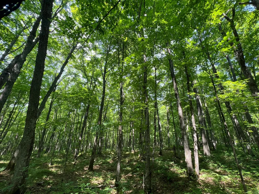 LOT 4 Smith Road Couderay, WI 54828