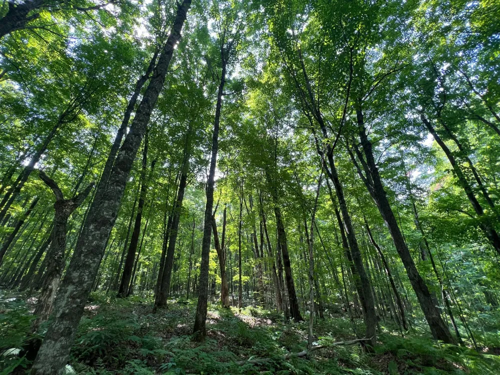LOT 4 Smith Road Couderay, WI 54828