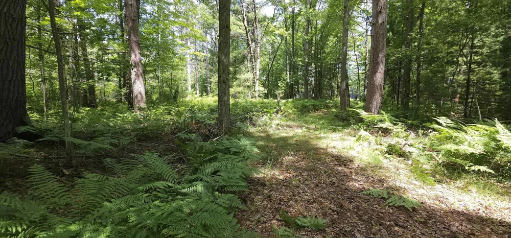 Red Oak Drive Mills Township, MI 48756