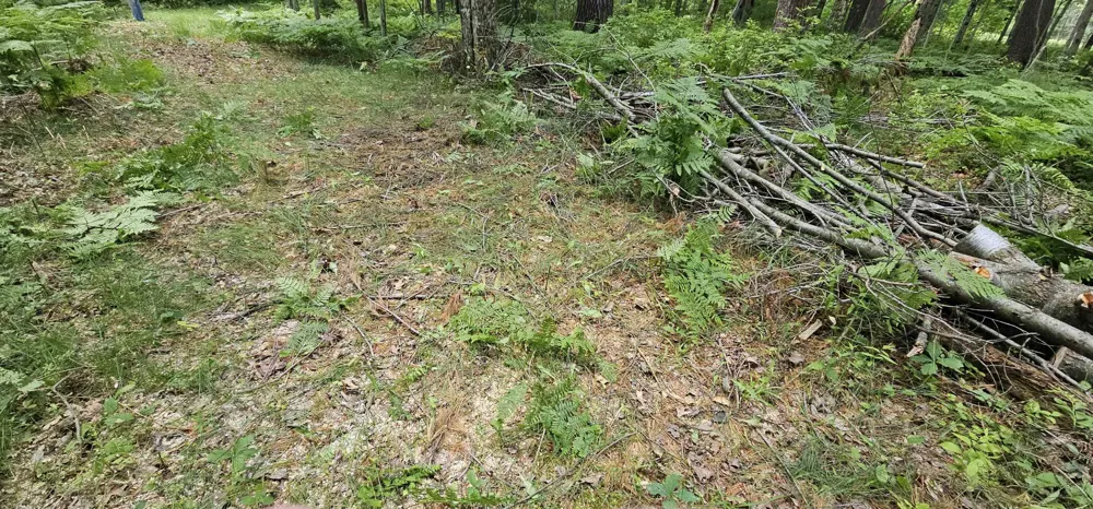 Red Oak Drive Mills Township, MI 48756