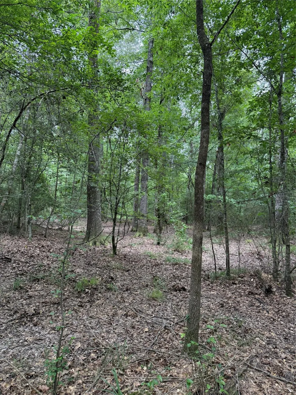 1470 Pr 8060 Woodville, TX 75979