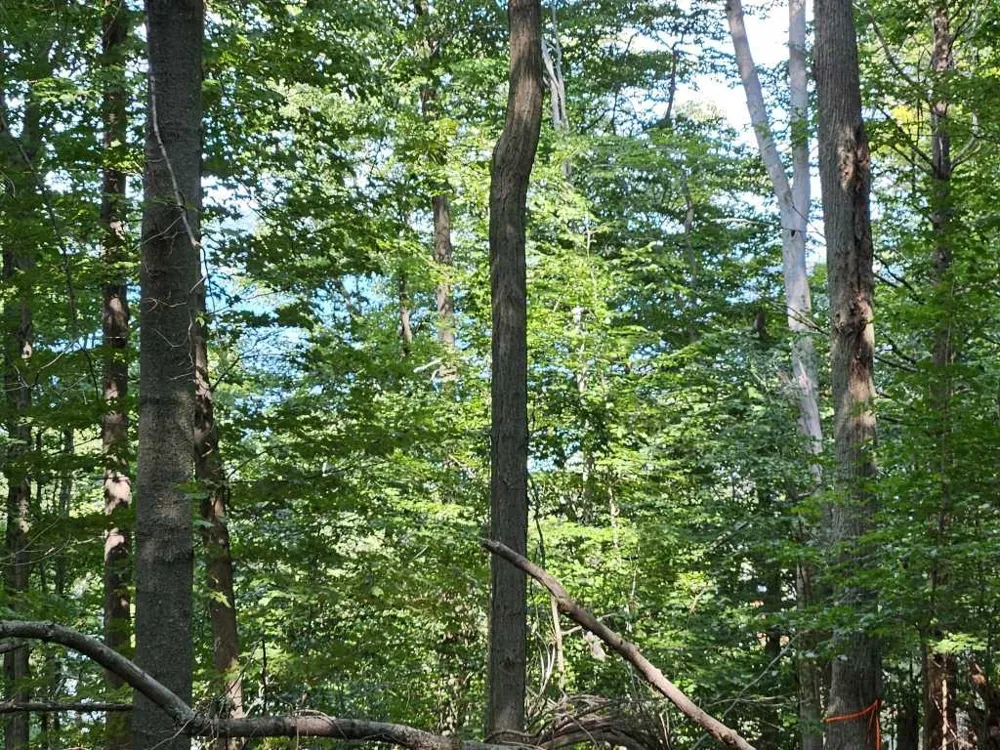 Figg Road Crystal Lake Township, MI 49635