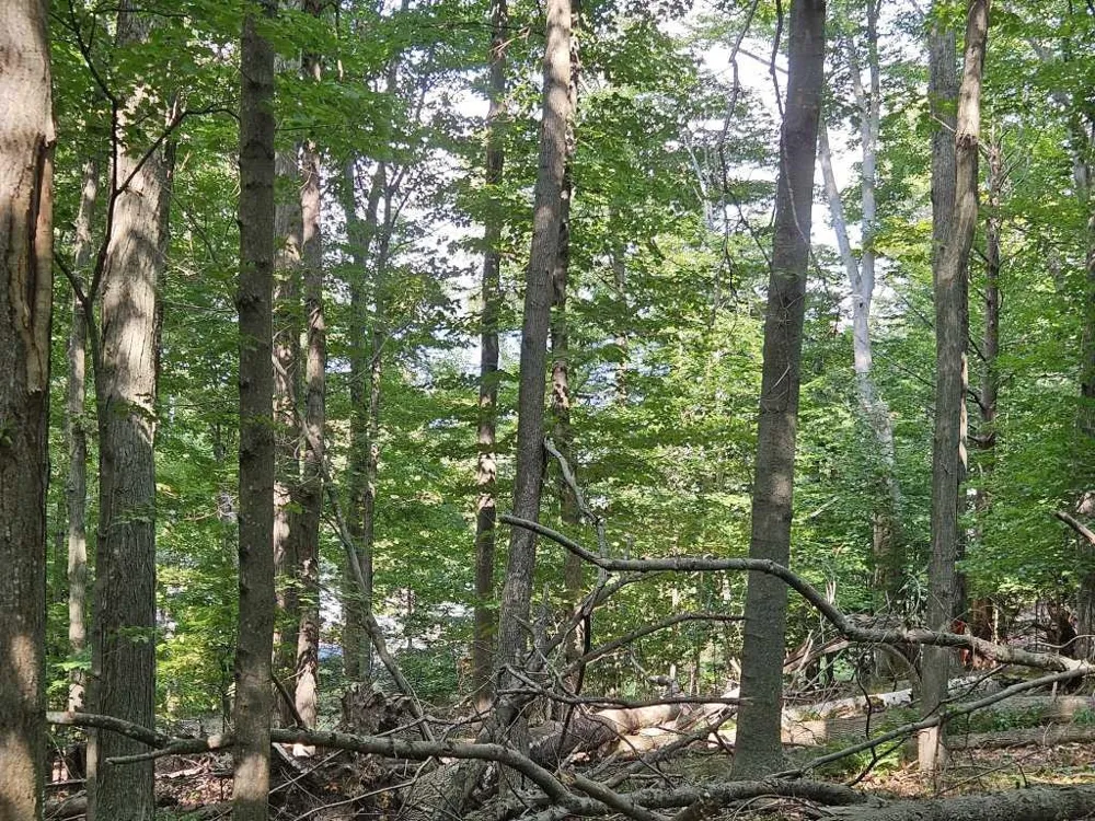 Figg Road Crystal Lake Township, MI 49635