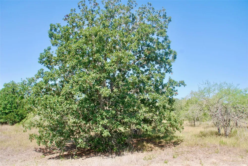 Cr 426 Waelder, TX 78959