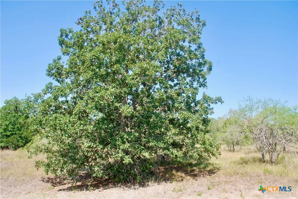 CR 426 Waelder, TX 78959