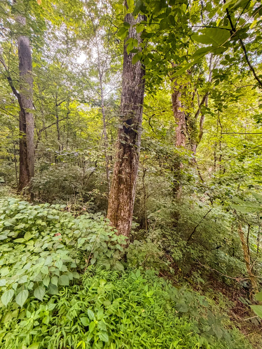 0 Holiday Haven Rd Smithville, TN 37166