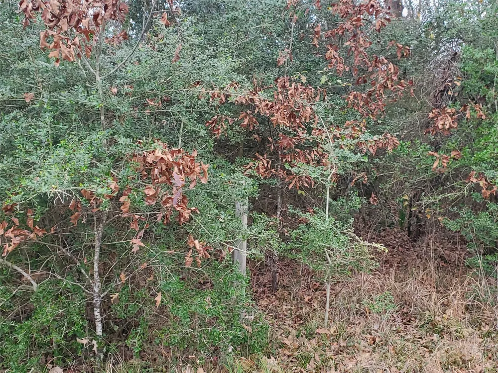 1 Oakley Road Road Trinity, TX 75862