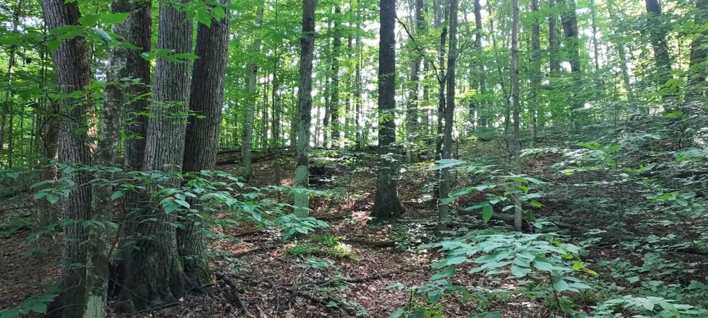 105 Legend Trail Custer Township, MI 49615