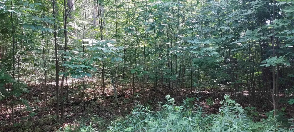 105 Legend Trail Custer Township, MI 49615