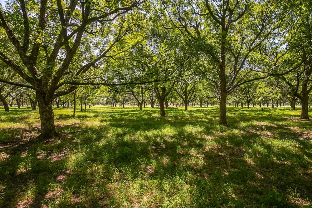2525 Buckskin Drive Granbury, TX 76049
