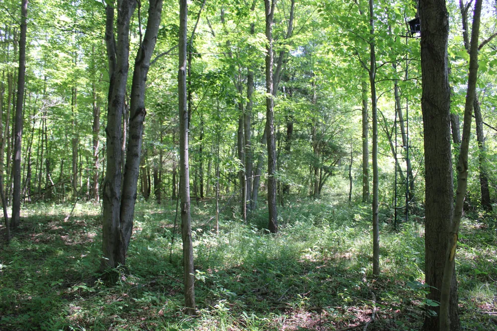 Brown Road Millington, MI 48746