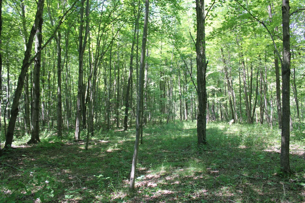 Brown Road Millington, MI 48746