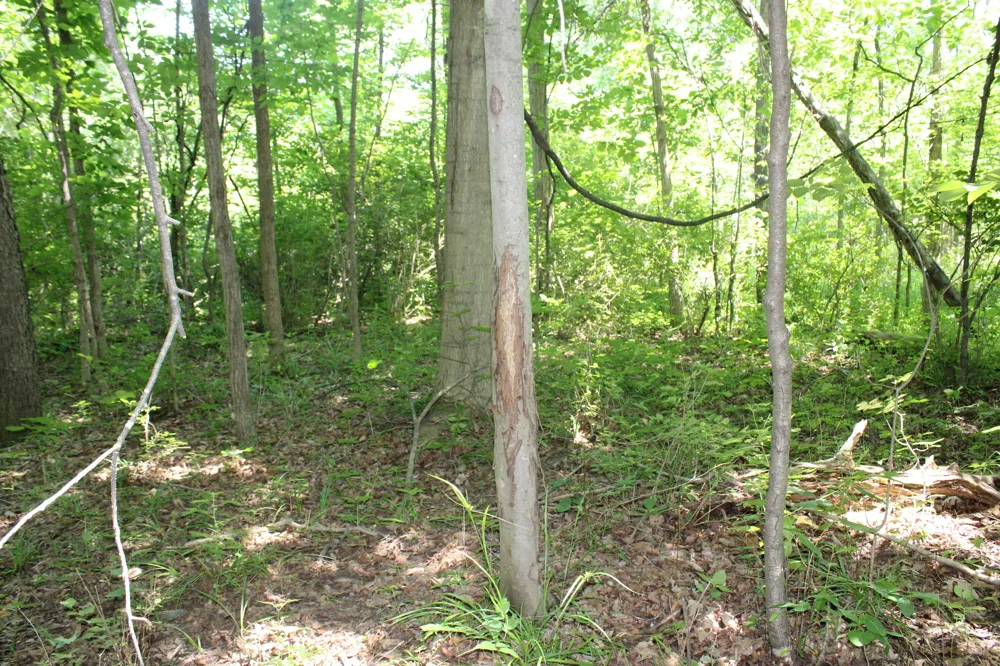 Brown Road Millington, MI 48746
