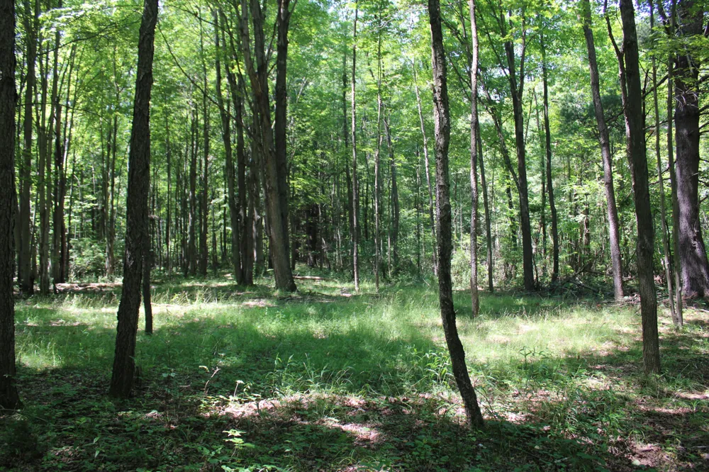 Brown Road Millington, MI 48746
