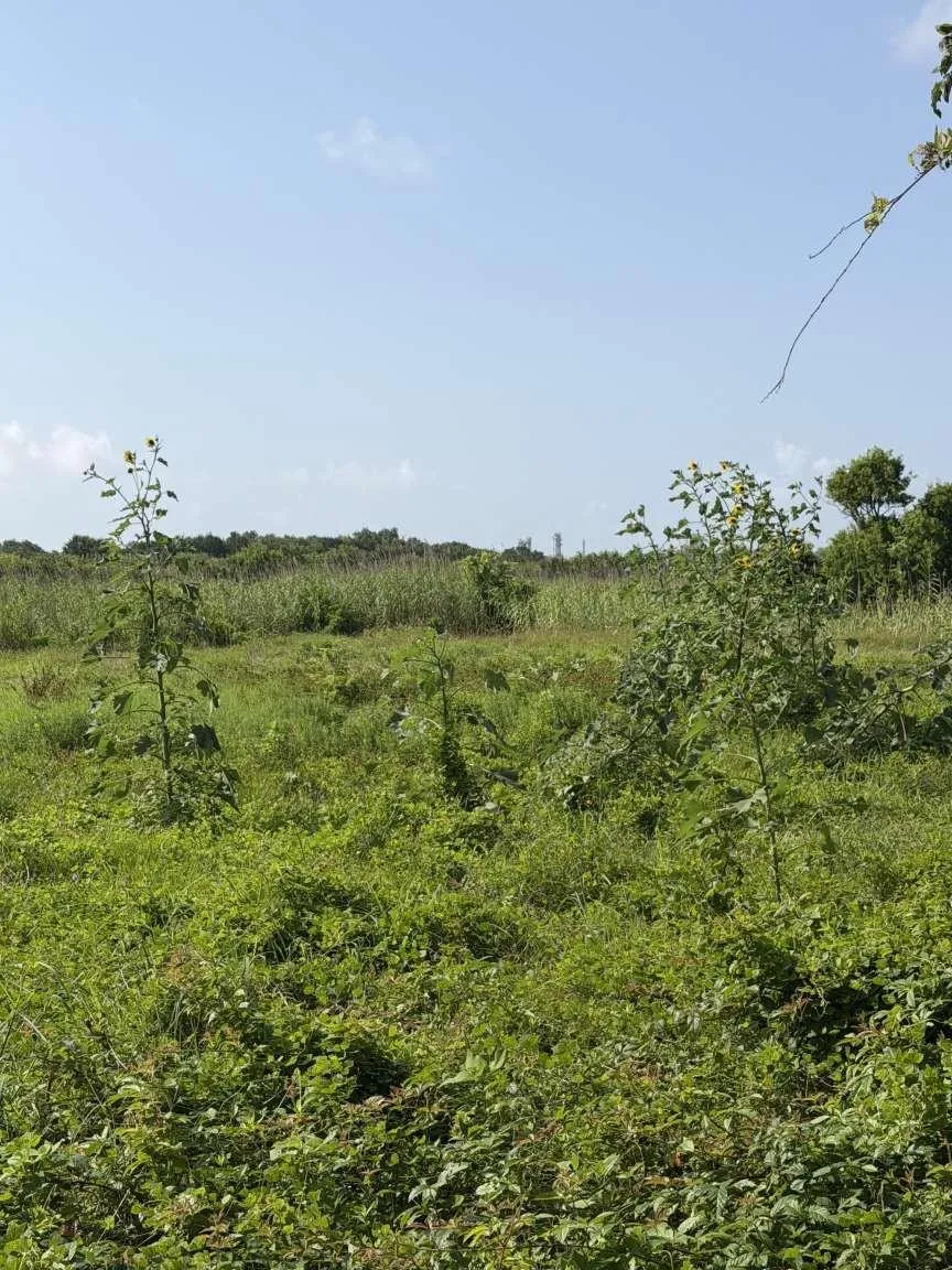 2203 Duncan Drive Oyster Creek, TX 77541
