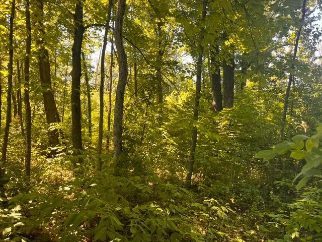 Lot 1 County Road BB Woodville, WI 54028