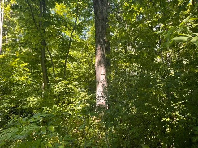 Lot 1 County Road BB Woodville, WI 54028
